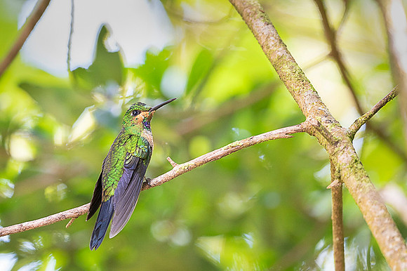 Green Crowned Brilliant Hummingbird