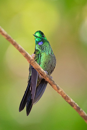 Green Crowned Brilliant Hummingbird