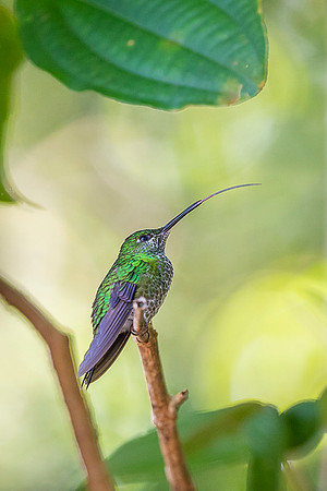 Green Crowned Brilliant Hummingbird