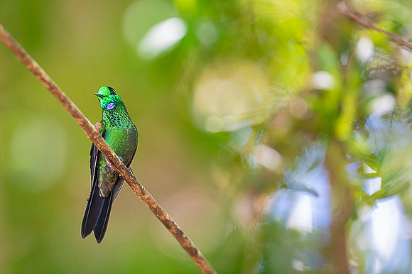 Green Crowned Brilliant Hummingbird