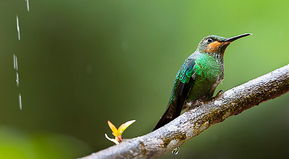 Green Crowned Brilliant Hummingbird