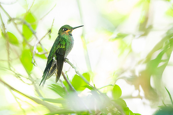 Green Crowned Brilliant Hummingbird