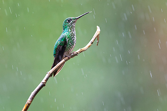 Green Crowned Brilliant Hummingbird