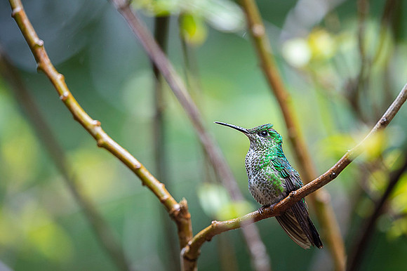 Green Crowned Brilliant Hummingbird