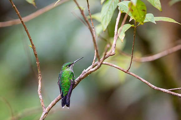 Green Crowned Brilliant Hummingbird