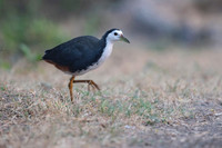 White brested water hen