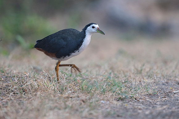 White brested water hen