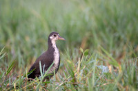 White brested water hen