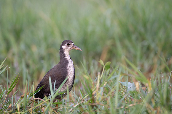 White brested water hen