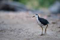 White brested water hen
