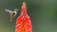 Volcano Hummingbird