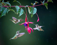 Volcano Hummingbird