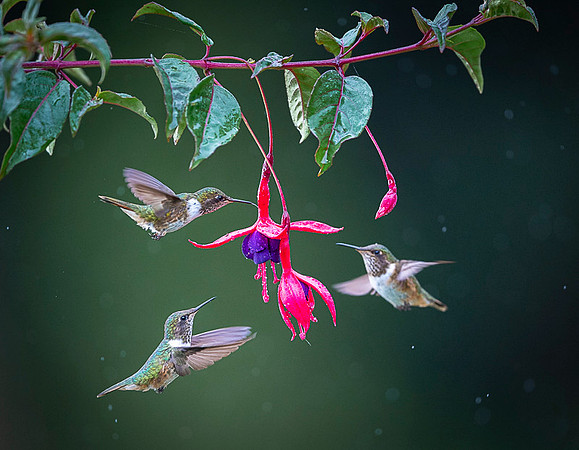 Volcano Hummingbird