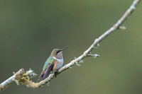 Volcano Hummingbird