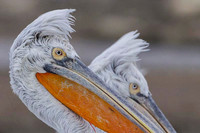 Dalmatian Pelican / Pelikan