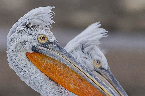 Dalmatian Pelican / Pelikan