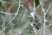 Volcano Hummingbird