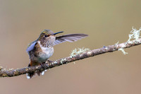 Volcano Hummingbird