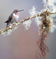 Volcano Hummingbird