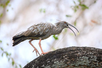 Plumbeous Ibis