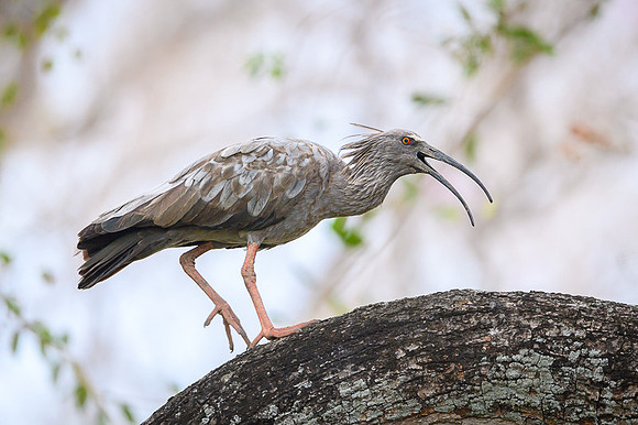 Plumbeous Ibis