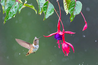 Volcano Hummingbird