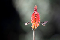 Volcano Hummingbird