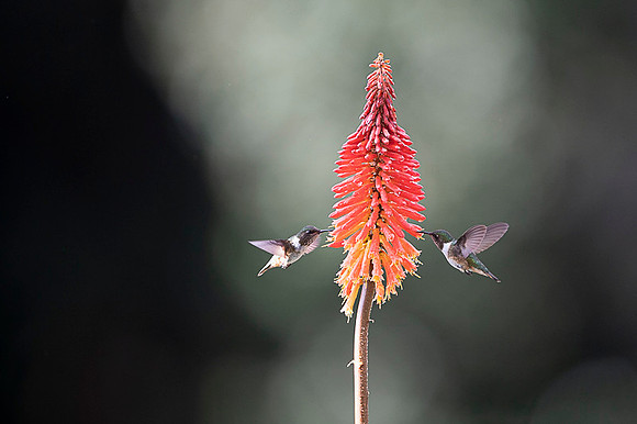 Volcano Hummingbird