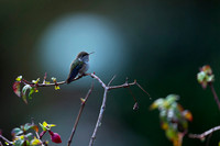 Volcano Hummingbird