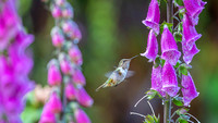 Volcano Hummingbird