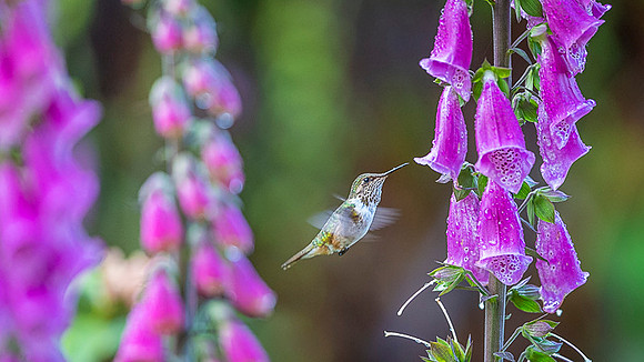 Volcano Hummingbird