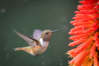 Volcano Hummingbird