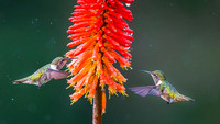 Volcano Hummingbird