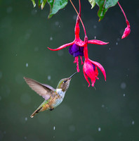 Volcano Hummingbird