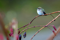 Volcano Hummingbird