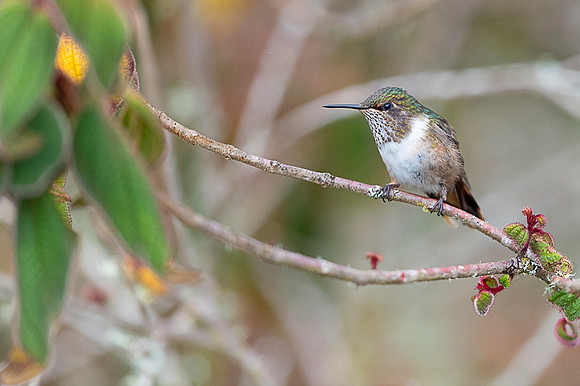 Volcano Hummingbird
