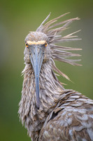 Plumbeous Ibis