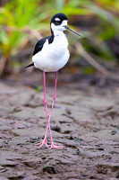 Black-necked Stilt