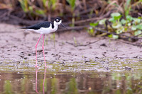 Black-necked Stilt