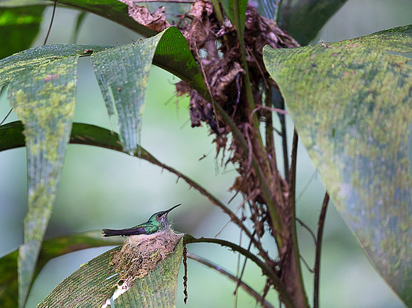 Rufous-tailed Hummingbird