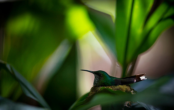 Rufous-tailed Hummingbird