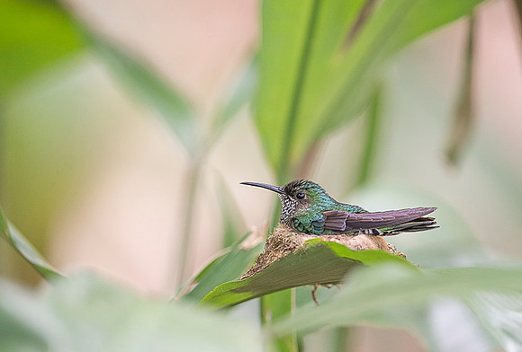 Rufous-tailed Hummingbird