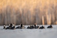 Common Coot / Łyska