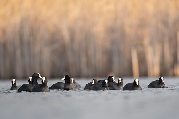 Common Coot / Łyska