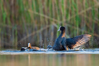 Common Coot / Łyska