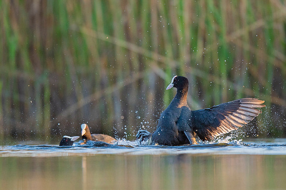 Common Coot / Łyska