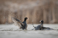 Common Coot / Łyska