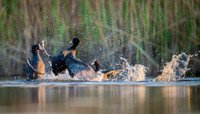 Common Coot / Łyska