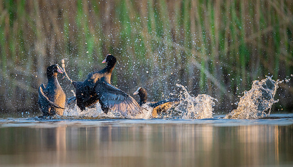 Common Coot / Łyska