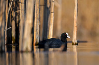 Common Coot / Łyska